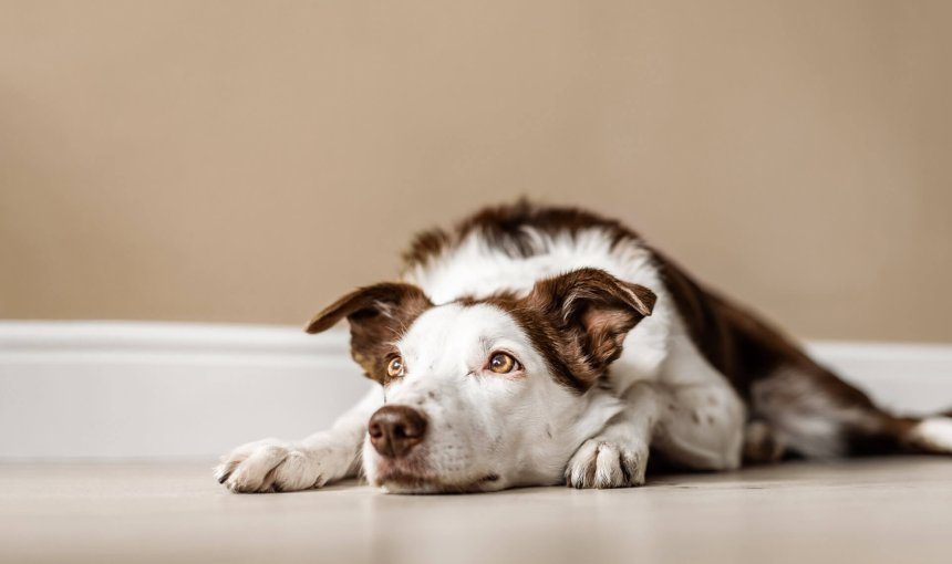 Brown and white dog lying on the floor - leaving dog home alone