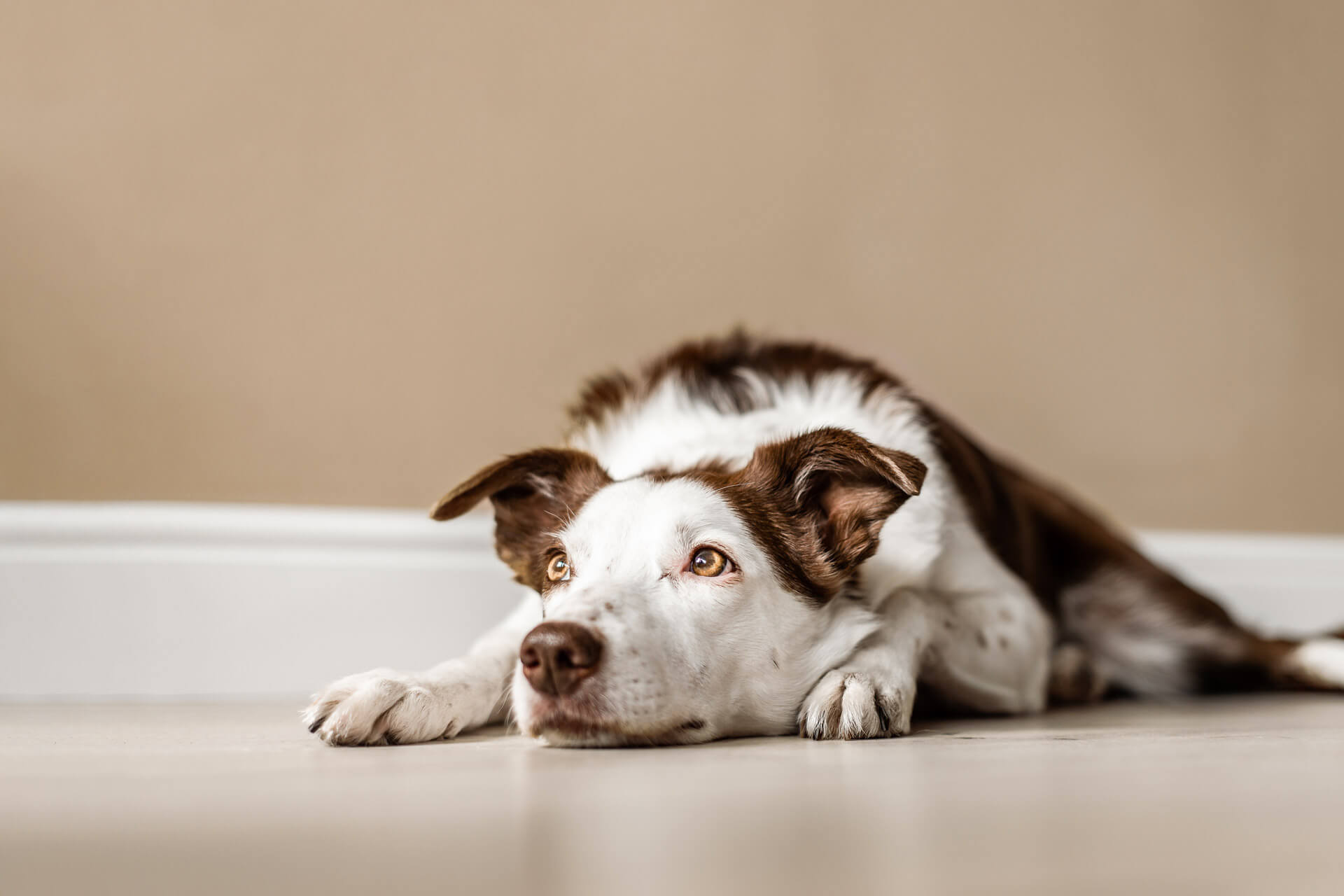 Brown and white dog lying on the floor - leaving dog home alone