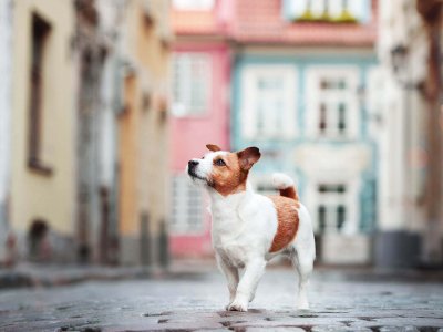 Lost dog in Glasgow