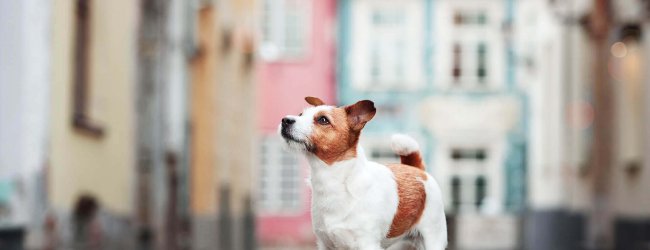 Lost dog in Glasgow