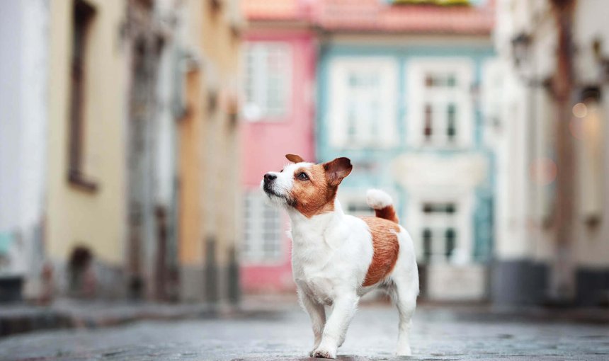Lost dog in Glasgow