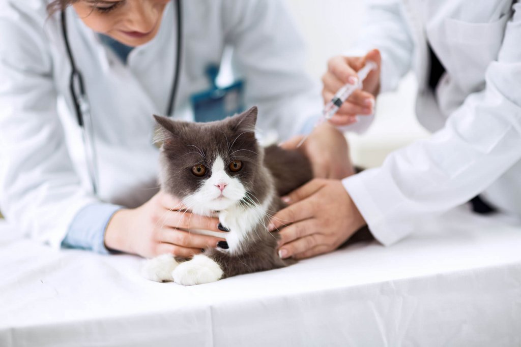 gps implant for cats