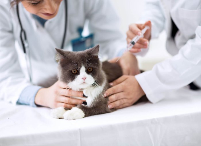 Katt som får microchip hos veterinär