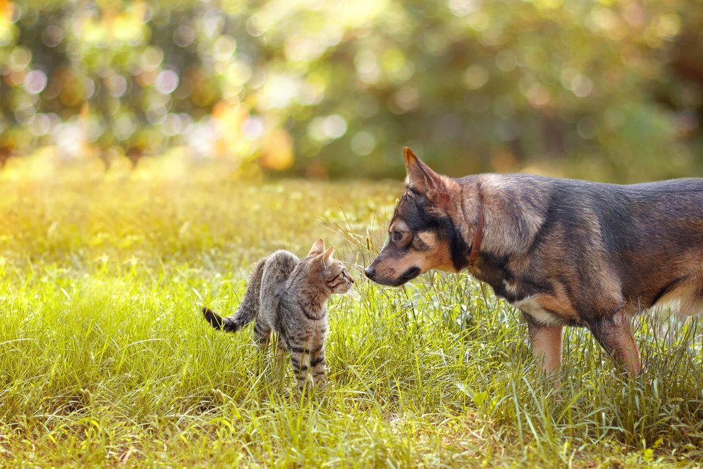 kissa ja koira nuuhkivat toisiaan pellolla - kissan mikrosirun hyödyt ja puutteet