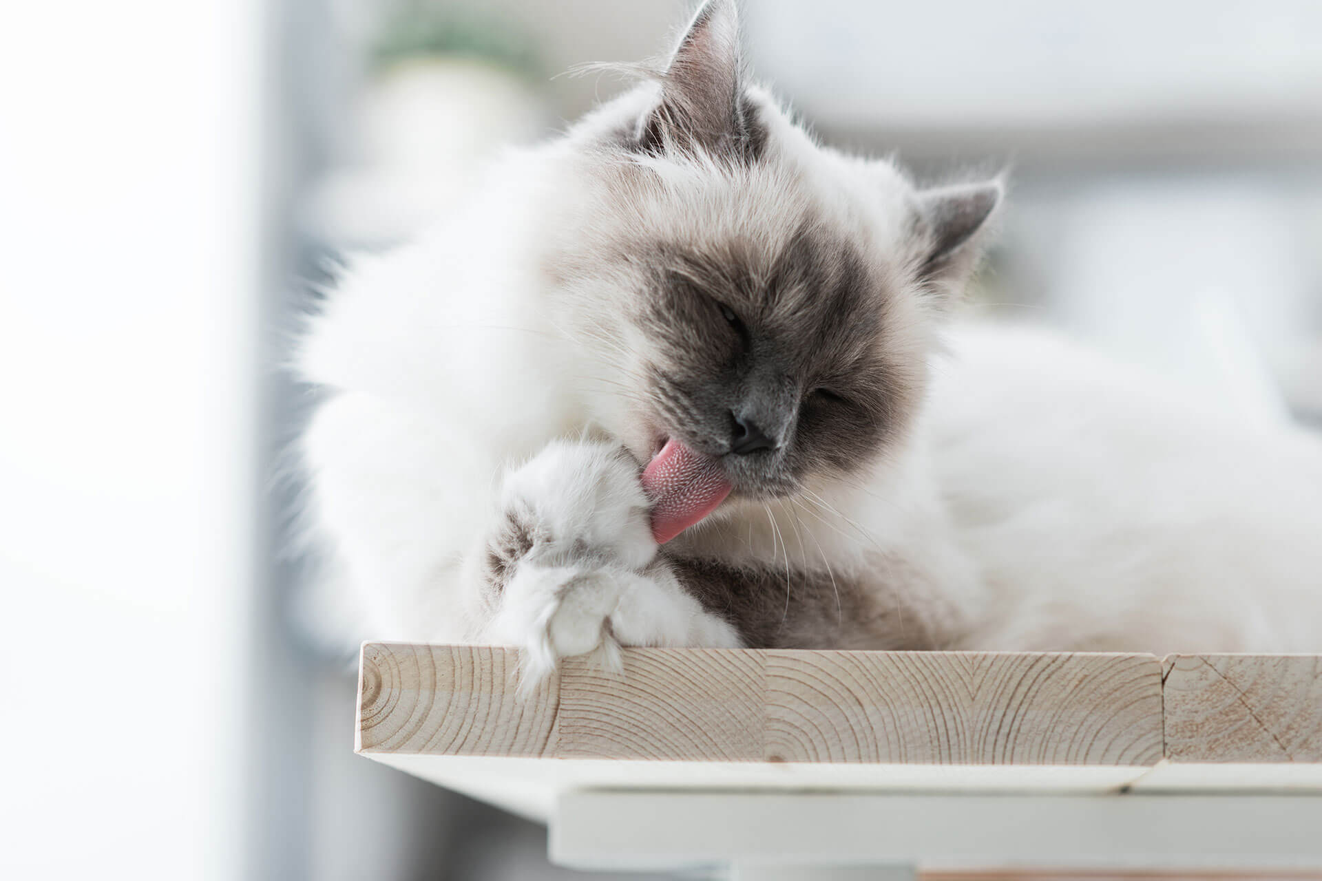5 Natural Ways to Bolster Your Cat's Immunity