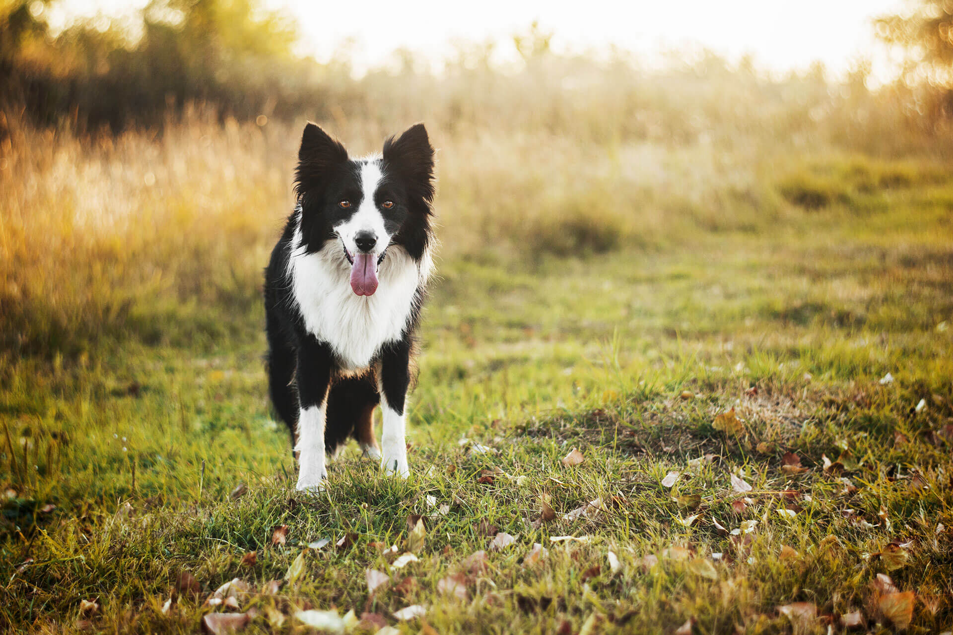 white and black dog standing on grassy field