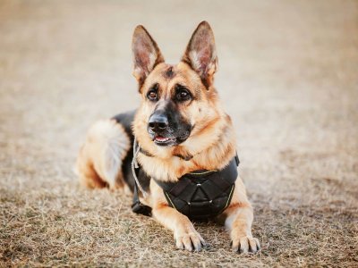 how do working dogs benefits from Tractive GPS Trackers