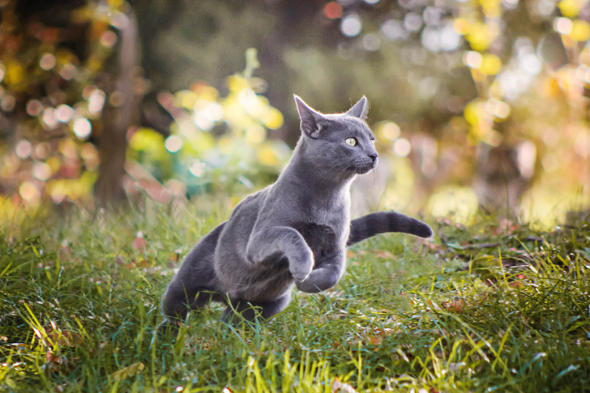 Perchè il gatto si allontana da casa