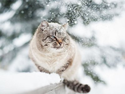 Katze sitzt auf schneebedeckter Holzveranda im Winter