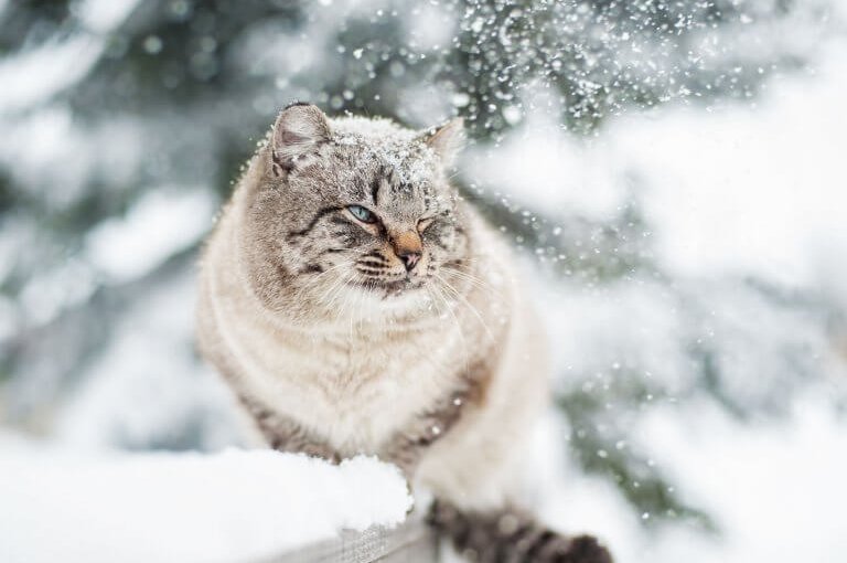 Katze sitzt auf schneebedeckter Holzveranda im Winter