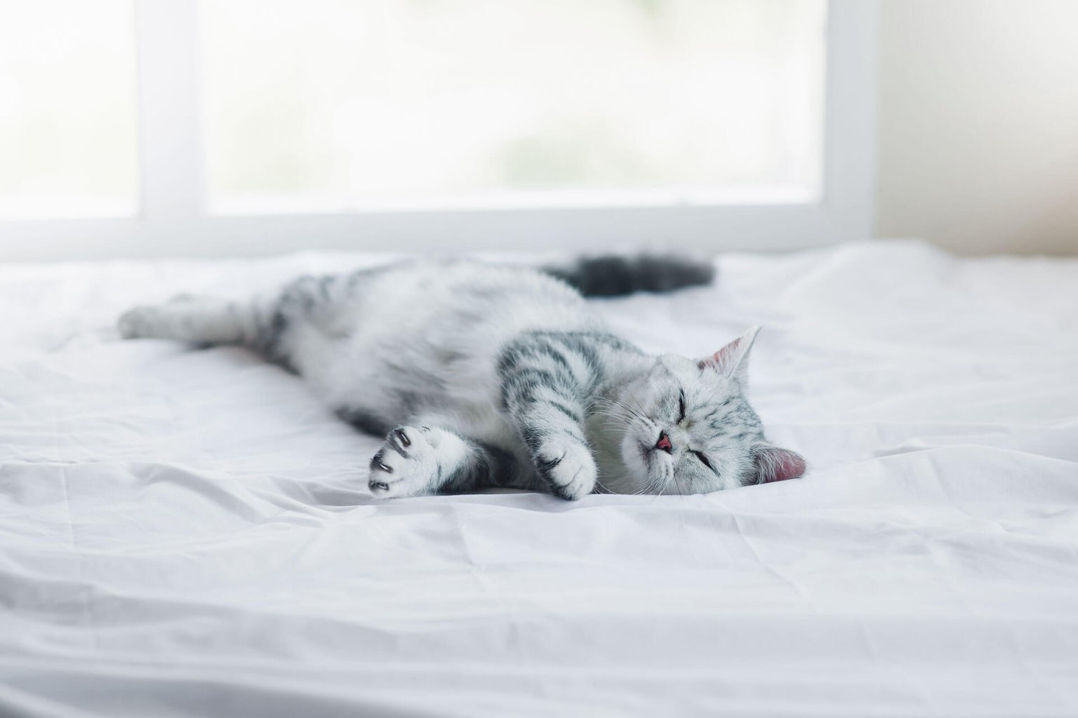 Wie lange schlafen Katzen und wann sind sie aktiv? | Tractive