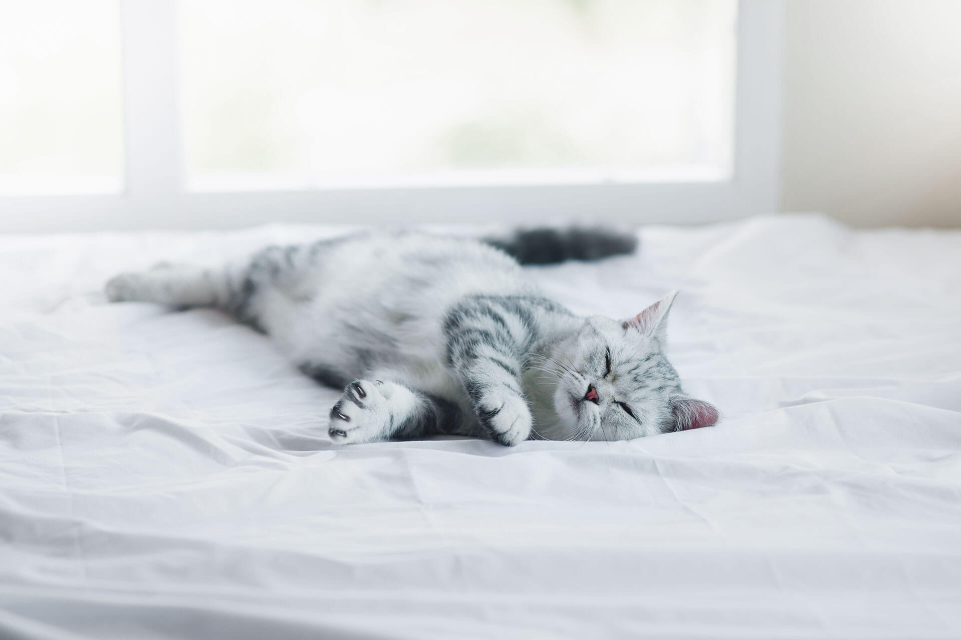 warum schlafen katzen so viel