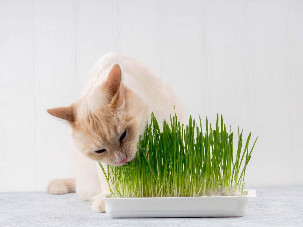 gatto beige mangia l'erba da un contenitore