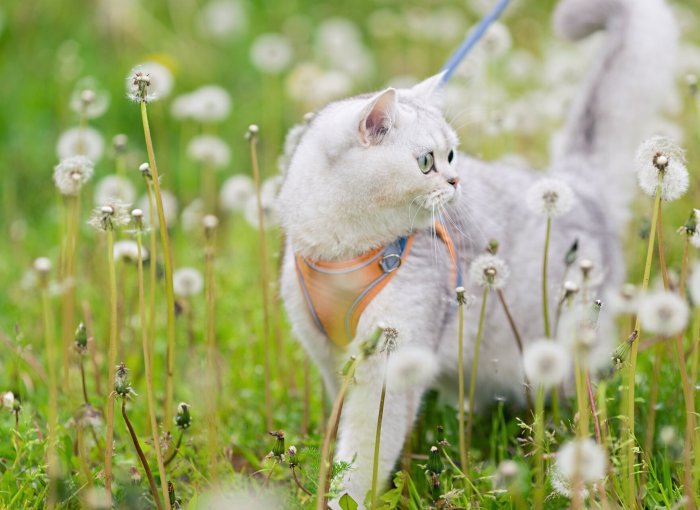 A white cat walking among dandelions