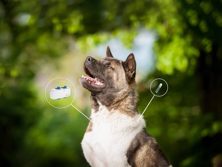 Microchip GPS para perros vs. GPS - Tractive