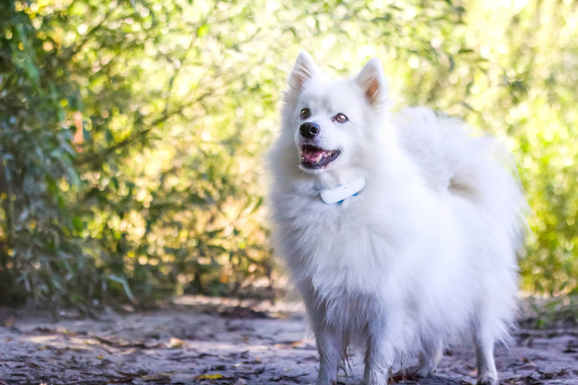 Cane bianco a pelo lungo indossa un localizzatore Tractive GPS