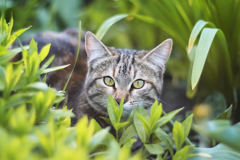 6 Steps to get your cat used to being outdoors + pros & cons Tractive