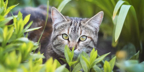 10 Best Tips for Outdoor Cat Care and Safety - Tractive