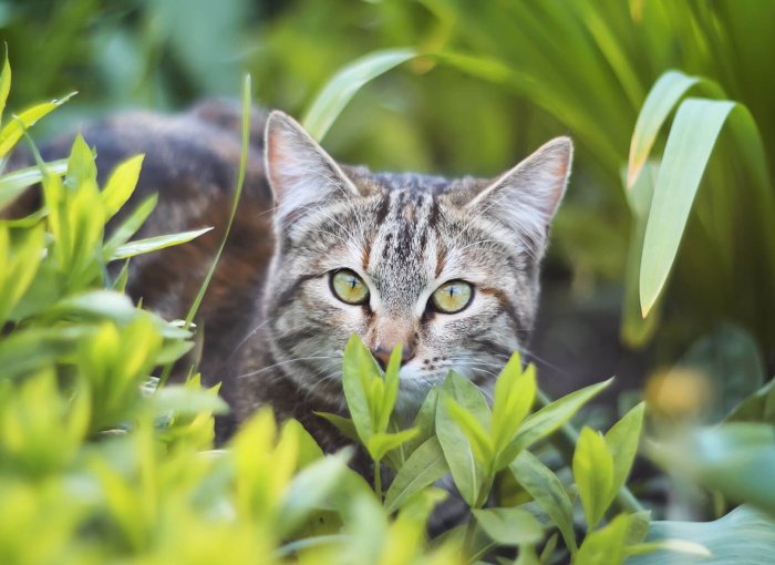 Katze im Freien versteckt hinter hohem Gras