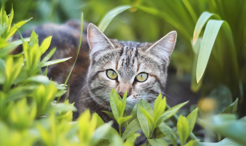gatto all'aperto in mezzo alle piante
