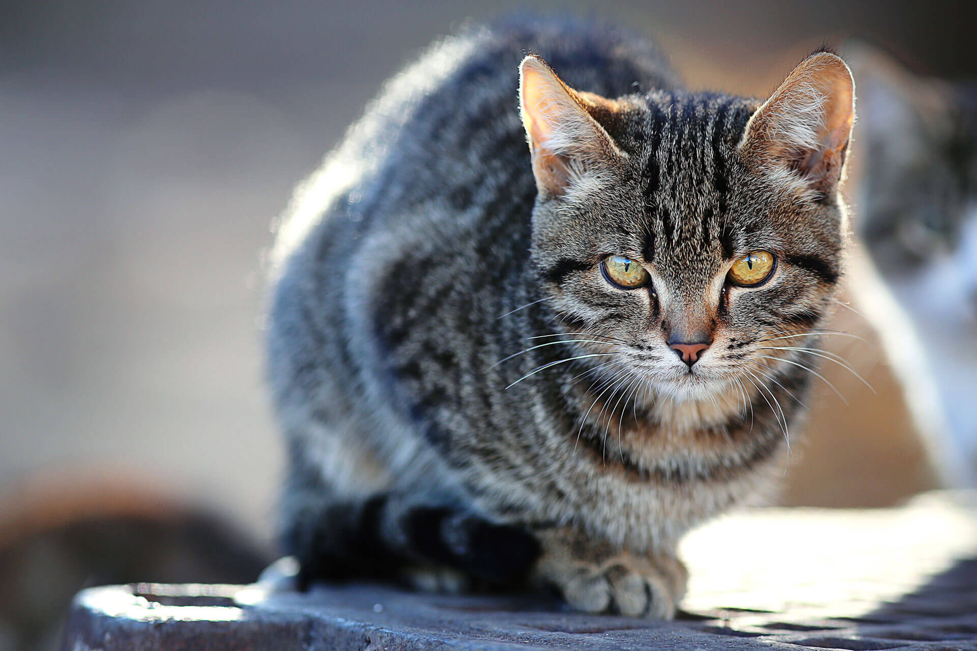 Utekatt som sitter utomhus