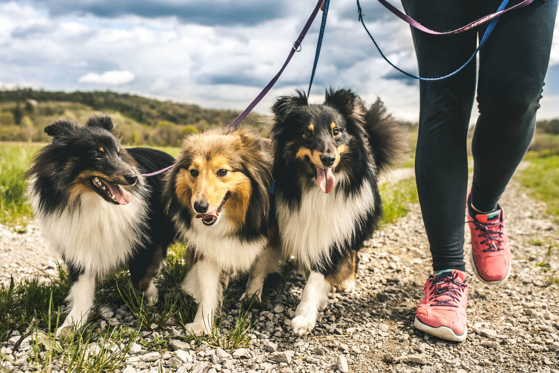 How to become a professional dog walker in 3 easy steps