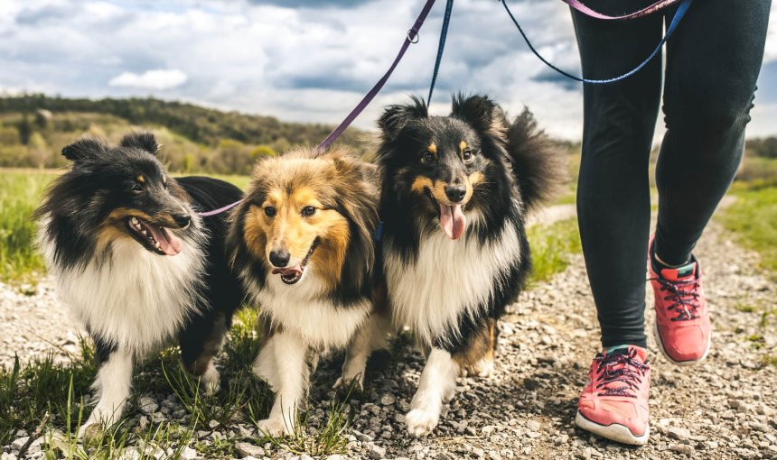 How to become a professional dog walker in 3 easy steps