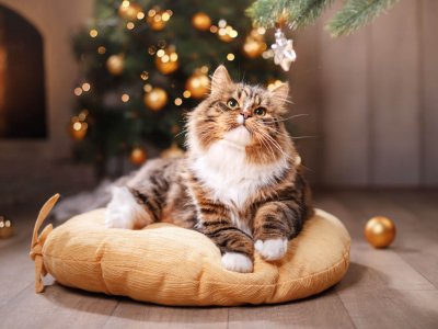 The 5 best gifts for cat owners