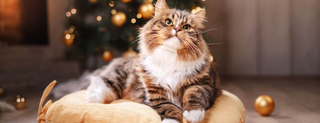 The 5 best gifts for cat owners
