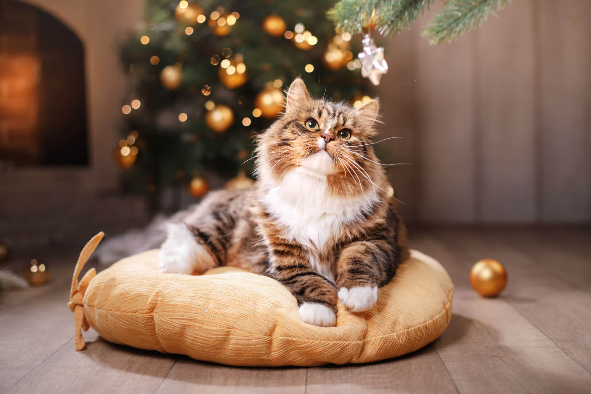 The 5 Best Gifts For Cat Lovers Tractive