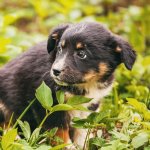 A scared dog sitting in a bush