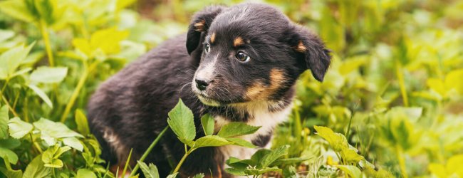 How to treat anxiety in fearful dogs