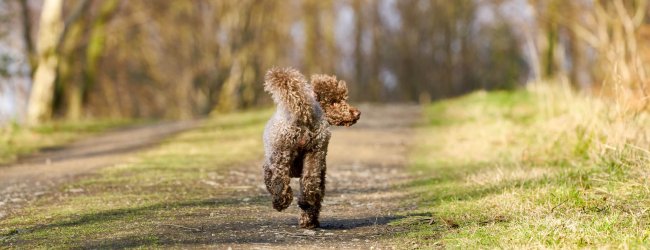 Hund mit braunem Fell läuft weg Richtung Wald