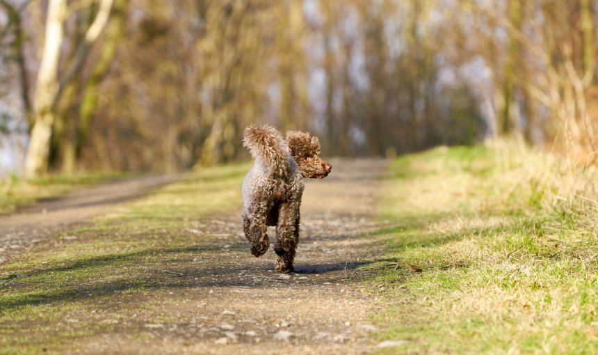 Hund mit braunem Fell läuft weg Richtung Wald