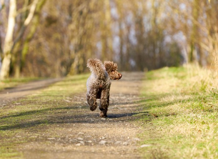 piccolo cane marrone corre via