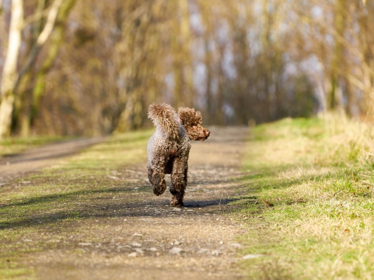 small brown dog running away