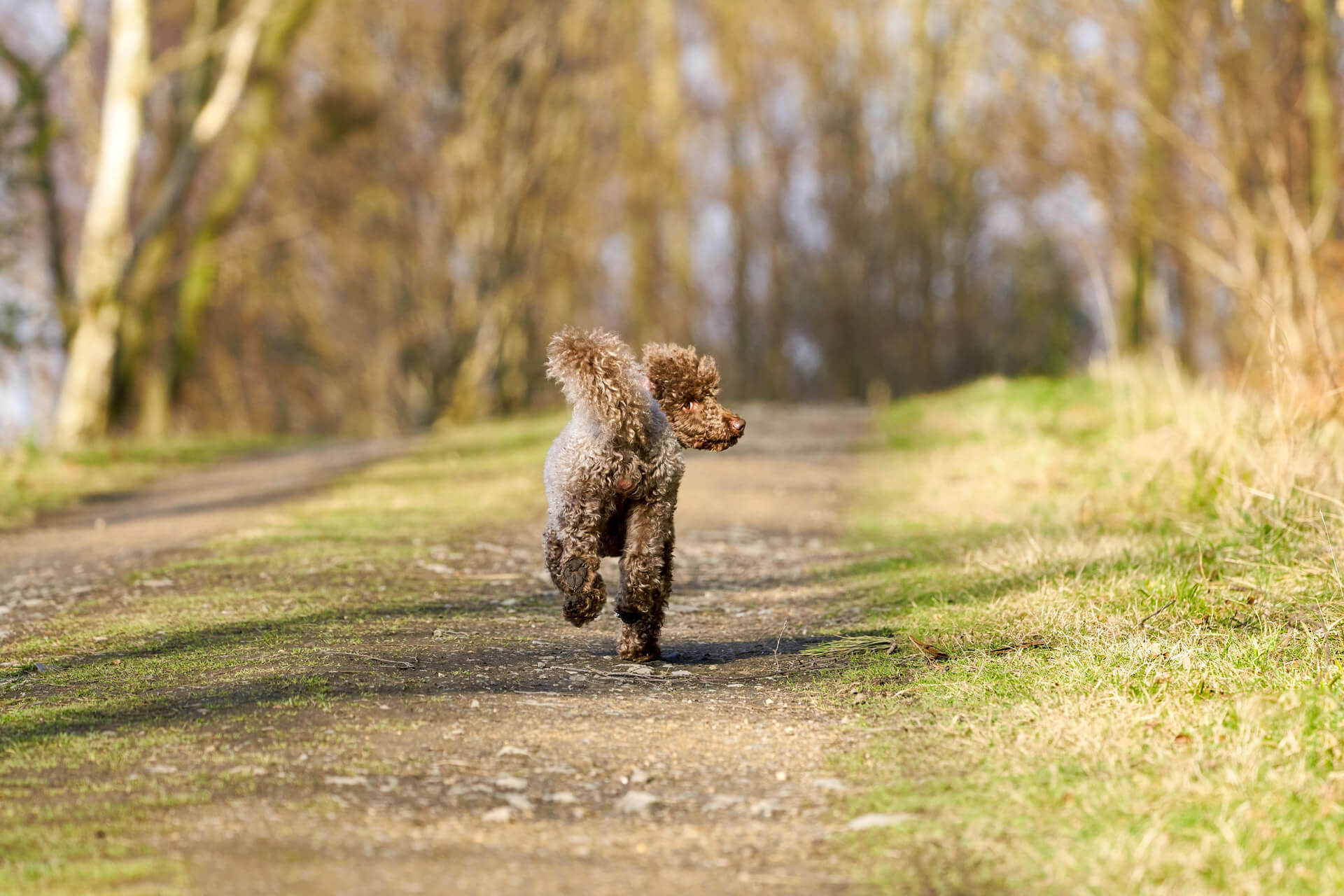 how do i report a badly treated dog