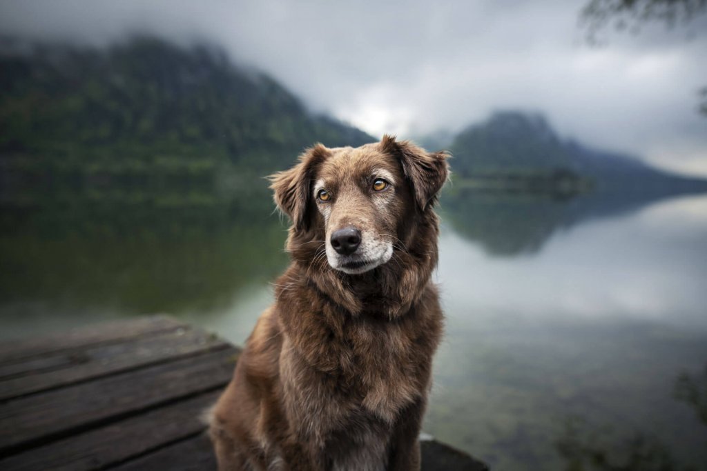 Understanding panting, shaking and seizures in old dogs Tractive Blog