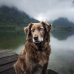 An old dog sitting by a bridge