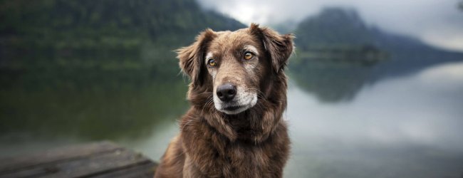 Cómo tratar las convulsiones, jadeos y temblores en los perros ancianos