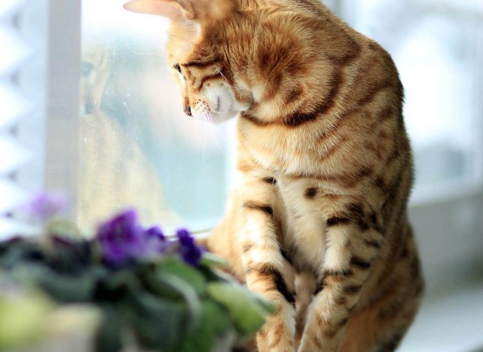 Katze auf Fensterbank neben Blumentöpfen