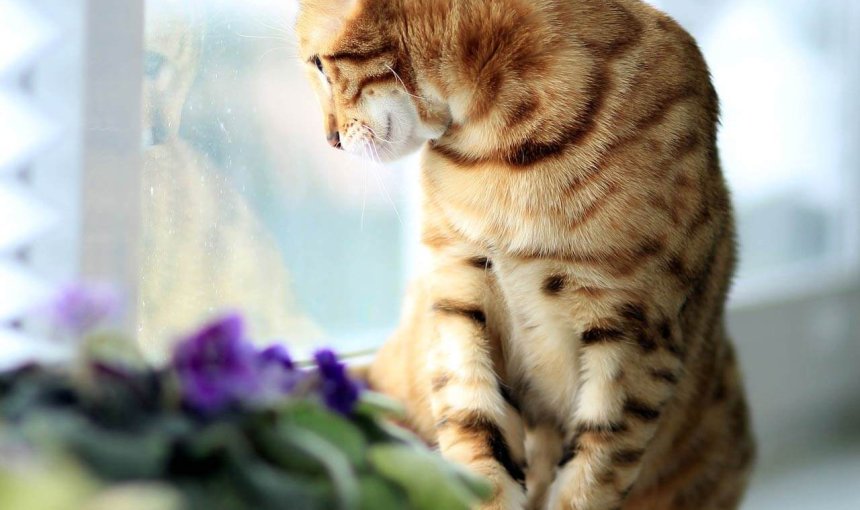 Katze auf Fensterbank neben Blumentöpfen