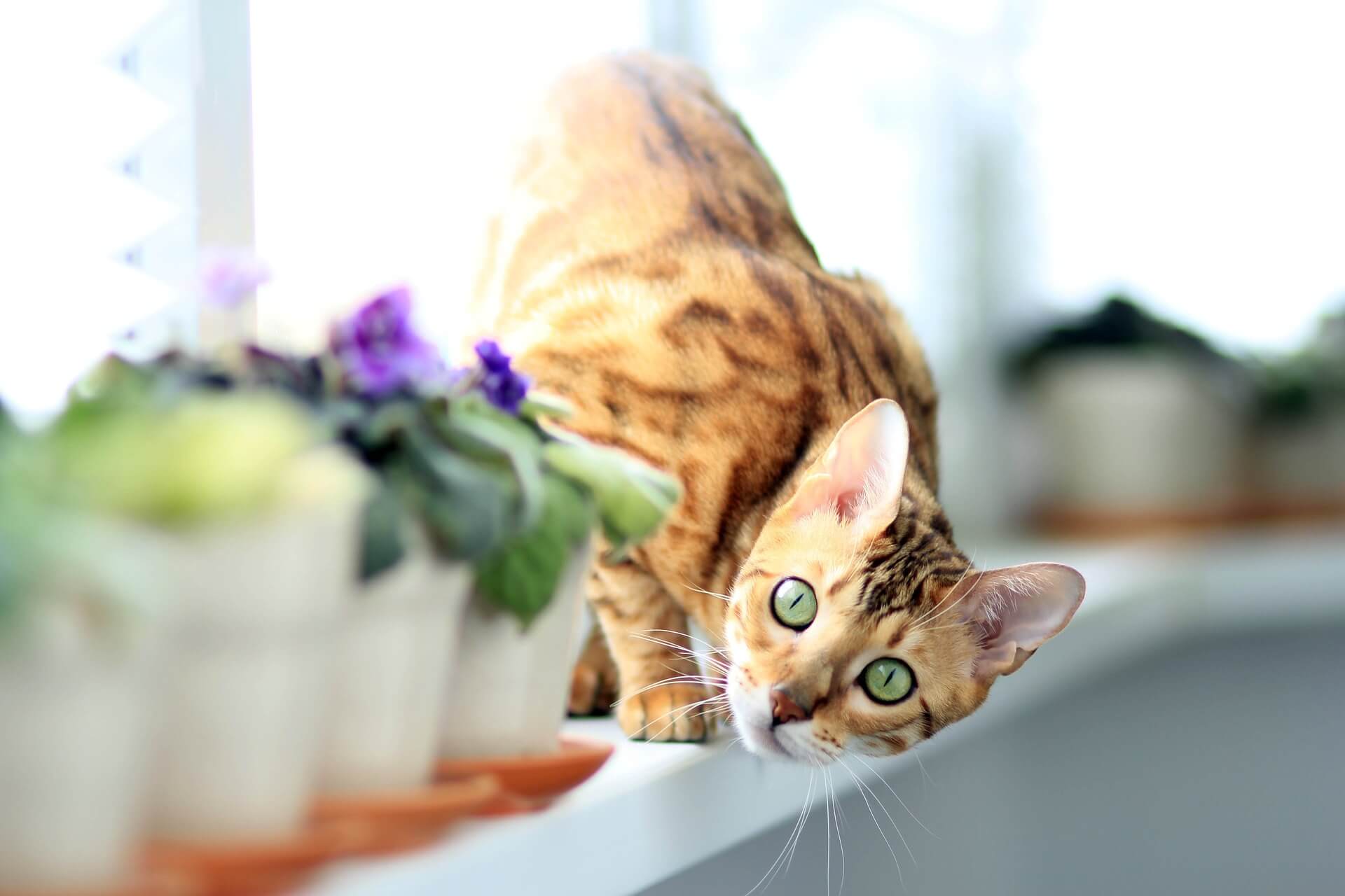 Katze sitzt hinter Blumentöpfen auf Fensterbrett