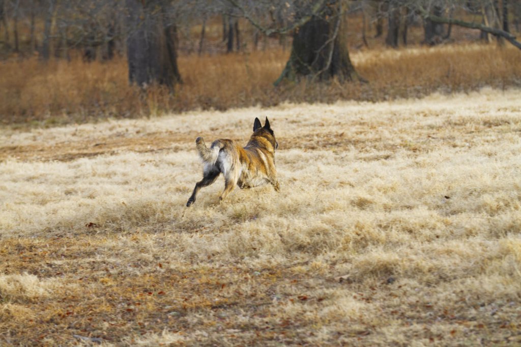 ruskea ppystykorvainen koira juoksemassa poispäin pellolla