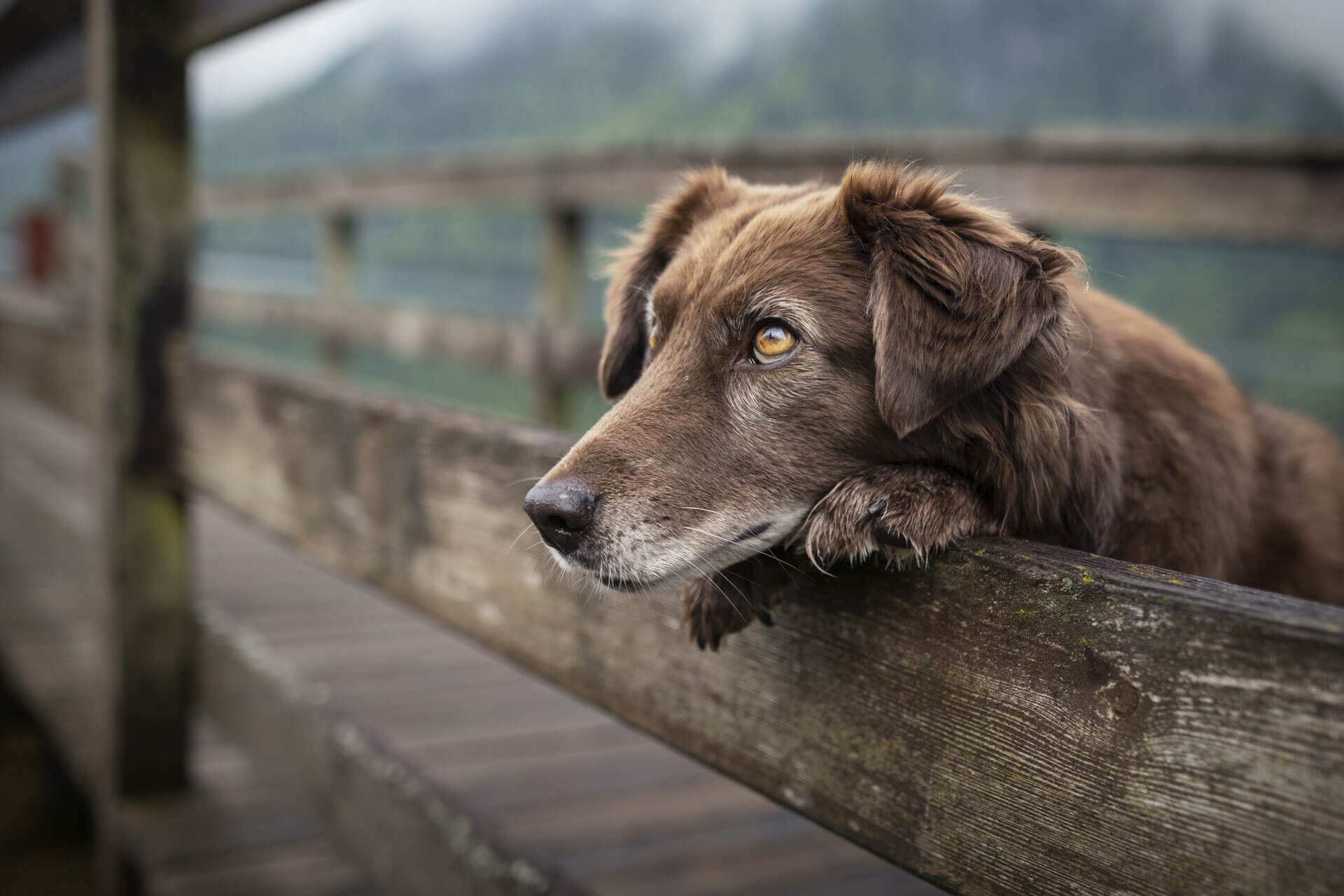 Brauner, älterer Hund blickt mit Pfoten auf Holzzaun in die Ferne
