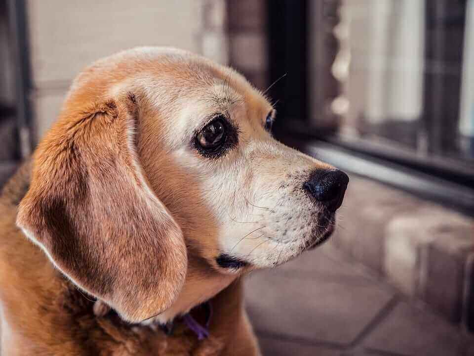 Älterer brauner Hund mit traurigem Blick