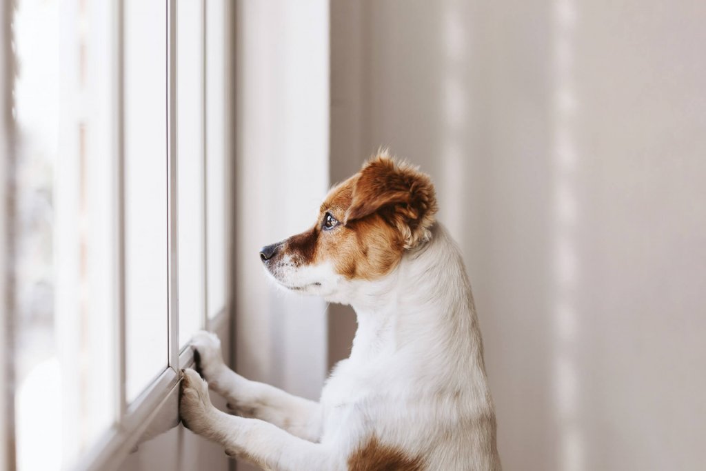 Demenz bei Hunden Symptome und Therapieansätze Tractive