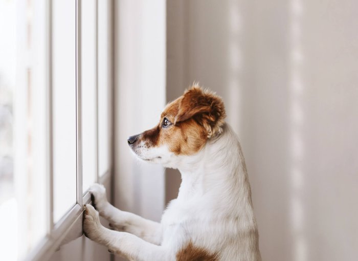 Braun-weiß gefleckter Hund blickt von innen aus dem Fenster