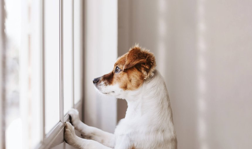 Braun-weiß gefleckter Hund blickt von innen aus dem Fenster