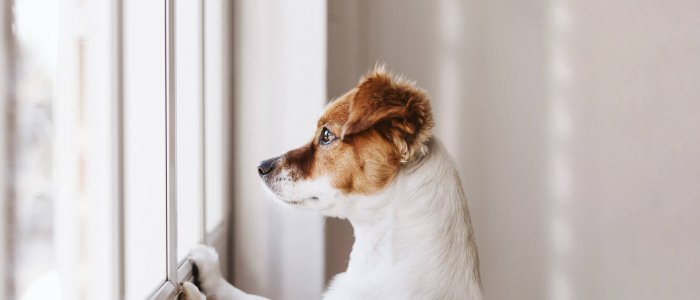 Dog dementia: symptoms, treatments & more - Tractive